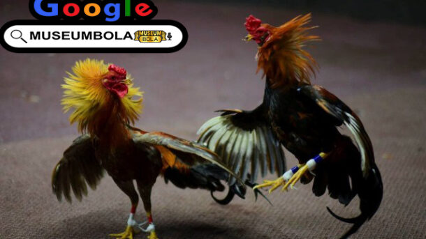 Bonus 7x Win Adu Ayam online